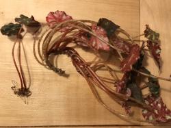 Begonien Ableger bewurzelt und unbewurzelt Begonien Ableger bewurzelt und unbewurzelt