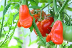 3 verch.Chillisorten 3 verch.Chillisorten