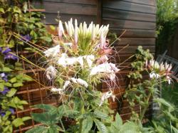 Spinnenpflanze rosa Spinnenpflanze rosa