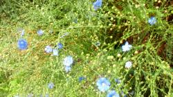 Lein, Flachs Lein, Flachs