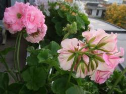 Pelargonie vier unbewurzelte Stecklinge Pelargonie vier unbewurzelte Stecklinge