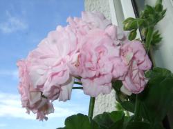 Pelargonien drei unbewurzelte Stecklinge Pelargonien drei unbewurzelte Stecklinge
