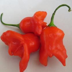 Chilisamen Glockenchili 10 Samen Chilisamen Glockenchili 10 Samen
