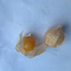 Ananaskirsche(physalis) Ananaskirsche(physalis)