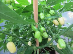 Habanero White Chilisamen Habanero White Chilisamen