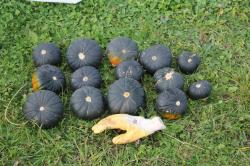 Zaphito - Kürbis/Zucchini Zaphito - Kürbis/Zucchini