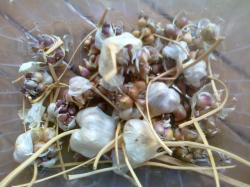 Brutzwiebeln vom Knoblauch Brutzwiebeln vom Knoblauch