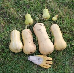 Butternut Waltham-alte Sorte Butternut Waltham-alte Sorte