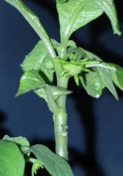 Dorstenia Hildebrandtii Dorstenia Hildebrandtii