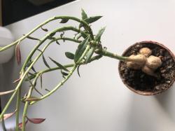 Monadenium montanum rubellum - Caudex Monadenium montanum rubellum - Caudex
