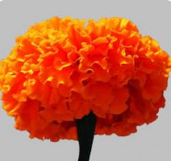 Großblumige Studentenblume Großblumige Studentenblume
