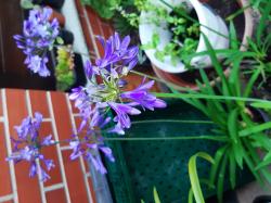 winterharte Schmucklilien-blau winterharte Schmucklilien-blau