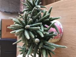 Rhipsalis baccifera - Ampelpflanze Rhipsalis baccifera - Ampelpflanze