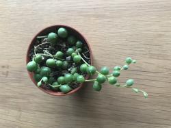 Senecio Rowleyanus - Sukkulente Senecio Rowleyanus - Sukkulente