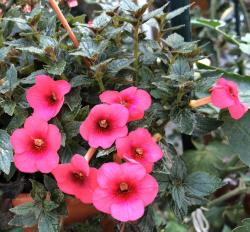 reserviert für tharod-2 verschiedene Achimenes reserviert für tharod-2 verschiedene Achimenes
