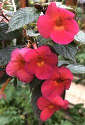 IceTea rot+lila Achimenes IceTea rot+lila Achimenes