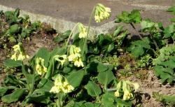 Hohe Schlüsselblume Hohe Schlüsselblume