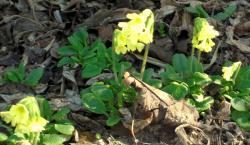 Hohe Schlüsselblume Hohe Schlüsselblume