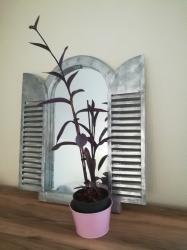 Tradescantia Bootsblume lila Tradescantia Bootsblume lila