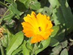 Saatgut Ringelblume; Bienenfreund Saatgut Ringelblume; Bienenfreund