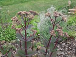 Sedum Matrona Sedum Matrona