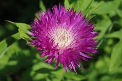 Flockenblume Flockenblume