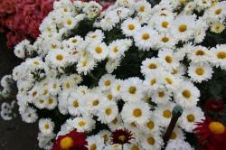 weiße Chrysantheme+Zugabe winterhart weiße Chrysantheme+Zugabe winterhart