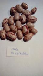 Rote Kiebitzbohne Rote Kiebitzbohne