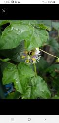 Passionsblumen Stecklinge Maliformis Morifolia und Unbekannt Passionsblumen Stecklinge Maliformis Morifolia und Unbekannt