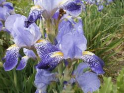Schwertlilie blau Schwertlilie blau
