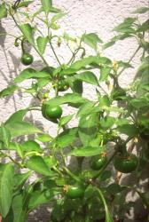 Kirschpeperoni Kirschpeperoni