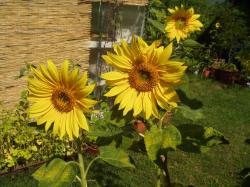 Sonnenblume Sonnenblume