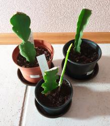 3 Epiphyllum Blattkakteen 3 Epiphyllum Blattkakteen