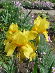 Iris - gelb, 1 Rhyzom Iris - gelb, 1 Rhyzom