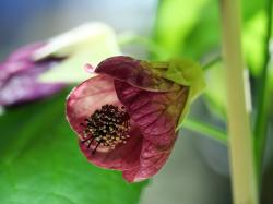 Schönmalve, Abutilon, Zimmerahorn, Callianthe Schönmalve, Abutilon, Zimmerahorn, Callianthe