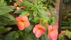 Schiefteller - Achimenes Schiefteller - Achimenes