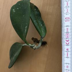 Hoya obovata Hoya obovata