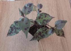 "Mexicanische Tradescantia" "Mexicanische Tradescantia"