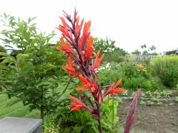 Indisches Blumenrohr Indisches Blumenrohr