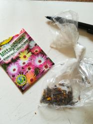 Tagetes, Mittagsblume Tagetes, Mittagsblume