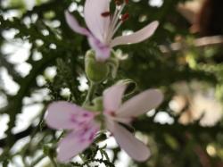 Duftpelargonie - Pinie Duftpelargonie - Pinie