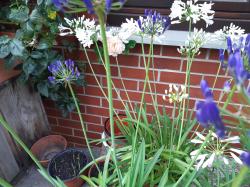 3 winterharte Schmucklilien-blau 3 winterharte Schmucklilien-blau