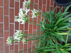 3 Schmucklilien-weiße Blüten 3 Schmucklilien-weiße Blüten