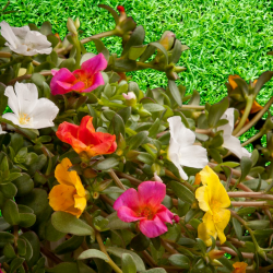 Portulakröschen Samen Portulakröschen Samen
