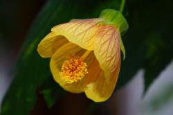 Abutilon striatum; Schönmalve mit panaschiertem Laub Abutilon striatum; Schönmalve mit panaschiertem Laub