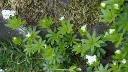 Waldmeister, Wohlriechendes Labkraut Waldmeister, Wohlriechendes Labkraut