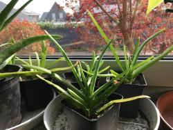 Ableger Aloe vera Ableger Aloe vera