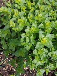 Wilder Majoran, gewöhnlicher Dost - Origanum vulgare Wilder Majoran, gewöhnlicher Dost - Origanum vulgare