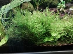 Weeping Moss Moos Weeping Moss Moos