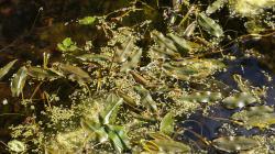 Schwimmendes Laichkraut Schwimmendes Laichkraut